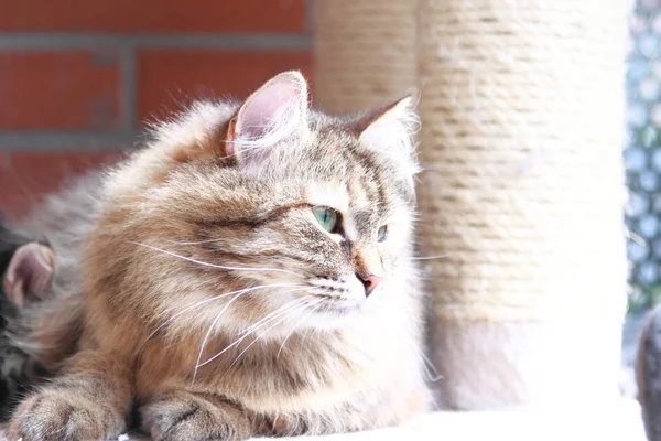 Castanho tortie gato de raça siberiana — Fotografia de Stock