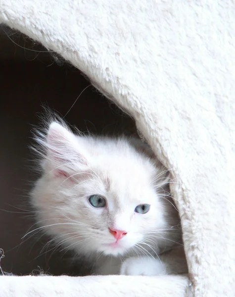 Cream puppy of siberian breed, cat — Stock Photo, Image