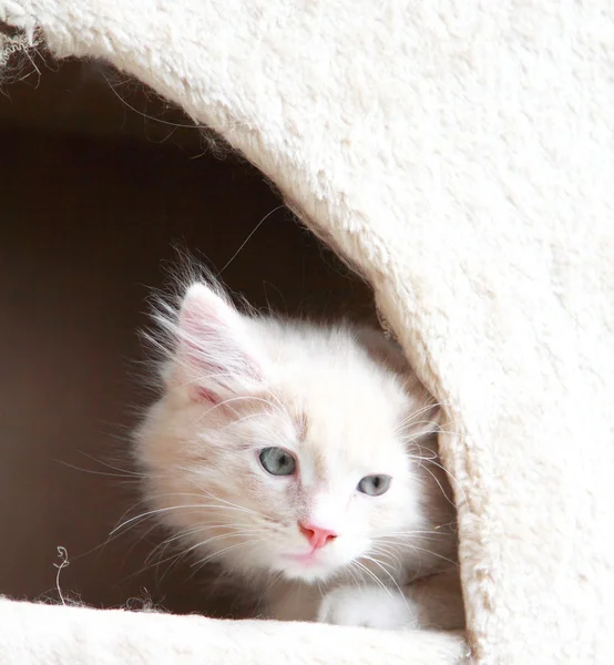 Cream puppy of siberian breed, cat — Stock Photo, Image