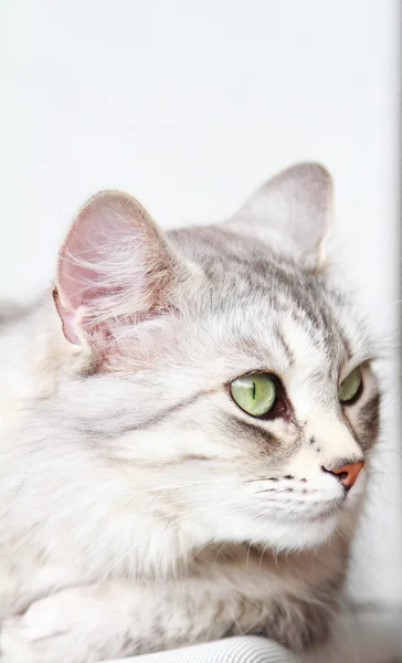 Gato plateado de raza siberiana, hembra adulta — Foto de Stock