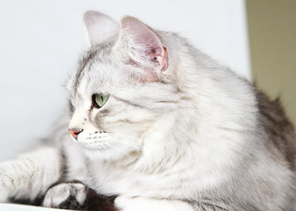 Zilver kat van Siberische ras, volwassen vrouwtje — Stockfoto