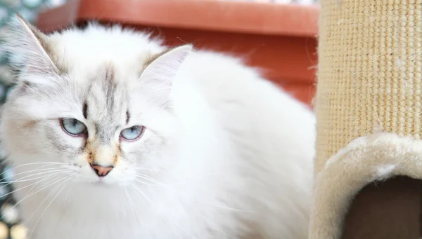 White cat of siberian breed at one years — Stock Photo, Image