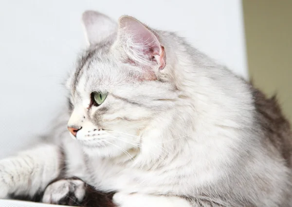 Silver cat of siberian breed, adult female Royalty Free Stock Images