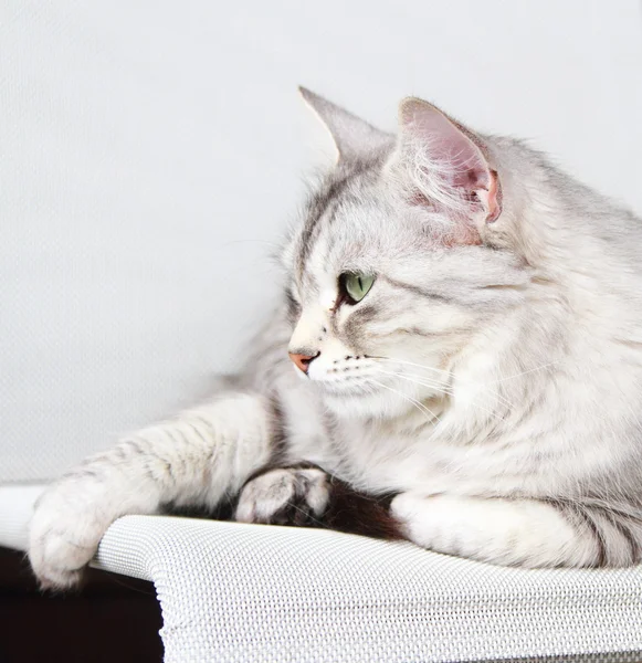 Silver cat of siberian breed, adult female Stock Image