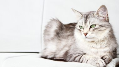 Sibirya doğurmak, yetişkin erkek gümüş kedi