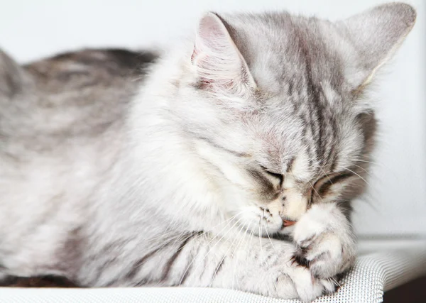 Gato de prata da raça siberiana, fêmea adulta — Fotografia de Stock