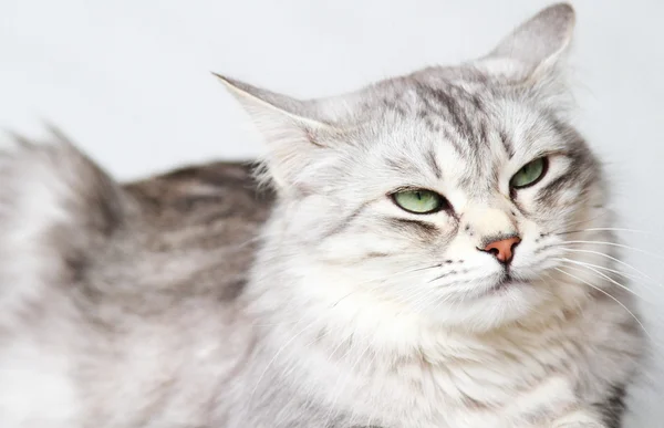 Srebrny kot rasy syberyjskiej, dorosla samica — Zdjęcie stockowe