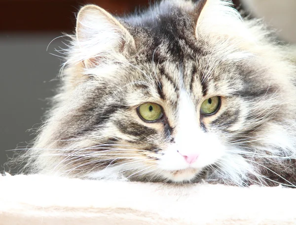 シベリア猫、茶色白地下バージョンの男性 — ストック写真