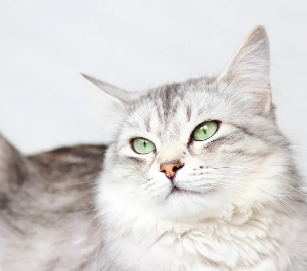 Silver cat of siberian breed, adult female Stock Photo