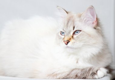 Sibirya doğurmak bir yıl beyaz kedi