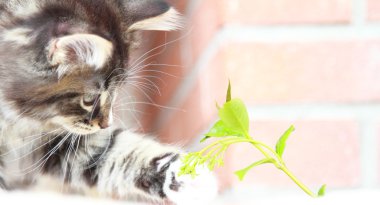 Siberian kedi iki aylıkken kahverengi köpek yavrusu
