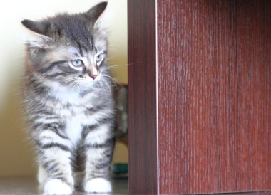 Siberian kedi iki aylıkken kahverengi köpek yavrusu