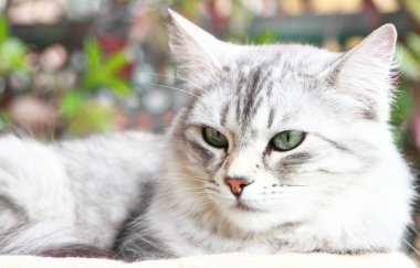 Sibirya doğurmak, yetişkin erkek gümüş kedi