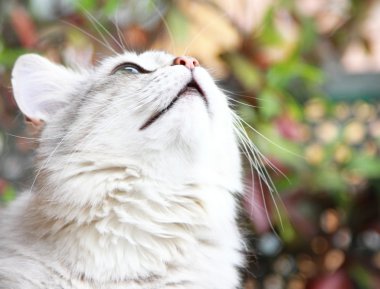Sibirya doğurmak, yetişkin erkek gümüş kedi