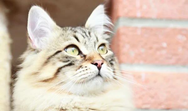 Brown kitten of siberian breed, male — Stock Photo, Image