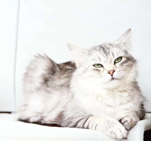 시베리아 유형, 성인 여자의 실버 고양이 — 스톡 사진