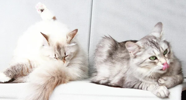 Білий нева маскарад і срібні коти сибірської породи — стокове фото