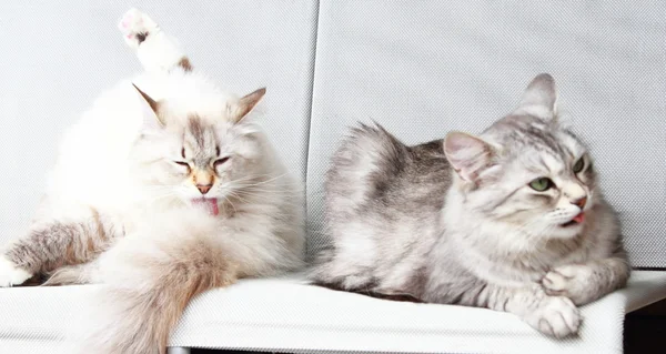 White neva masquerade and silver cats of siberian breed — Stock Photo, Image