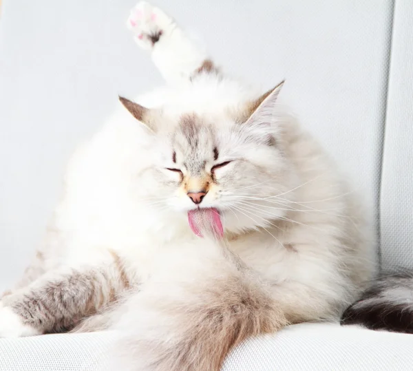 Sibirya doğurmak bir yıl beyaz kedi — Stok fotoğraf