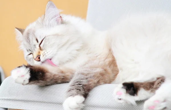 Sibirya doğurmak bir yıl beyaz kedi