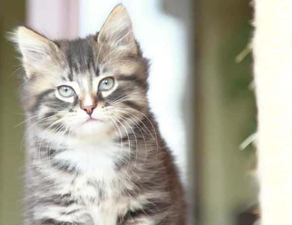 Cachorro marrón de gato siberiano a los dos meses — Foto de Stock