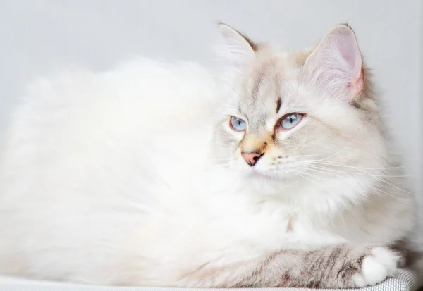 Biały kot rasy syberyjski w jeden rok — Zdjęcie stockowe