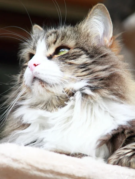 Male of siberian cat, brown white underground version — Stock Photo, Image