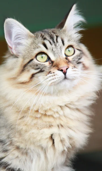 Hnědá kotě sibiřské plemeno, samec — Stock fotografie