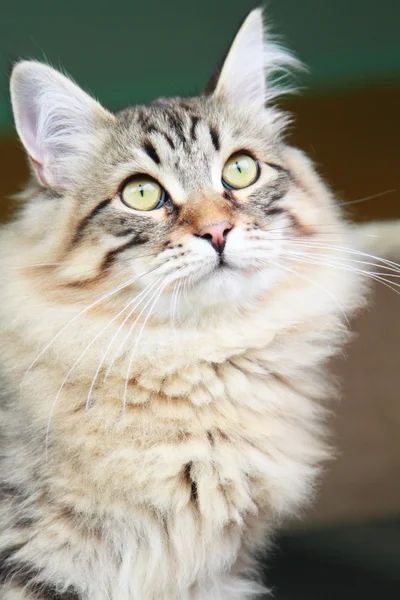 Brown kitten of siberian breed, male — Stock Photo, Image