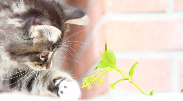 褐色的西伯利亚猫在两个月的小狗 — 图库照片