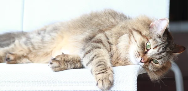 Brun sköldpadd katten av sibiriska rasen — Stockfoto