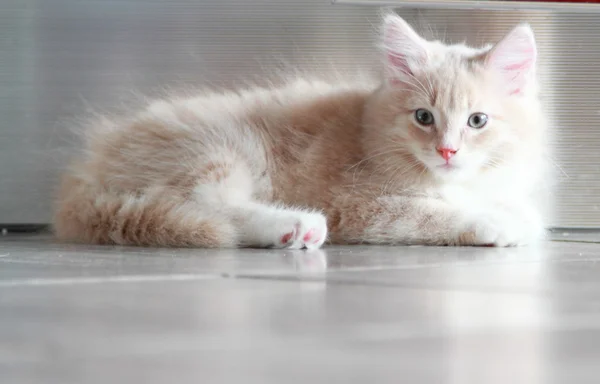 Cream puppy of siberian breed, cat — Stock Photo, Image