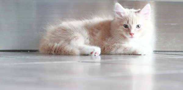 Kölyök szibériai tenyészt krém, macska — Stock Fotó