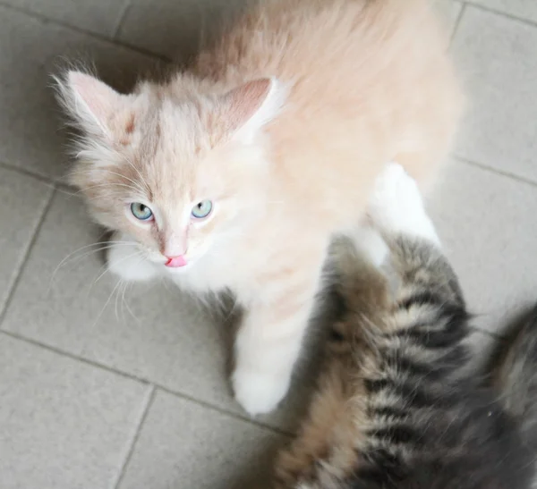 Chiots de chat sibérien, version marron et crème — Photo