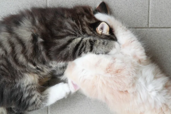 Puppies of siberian cat, brown and cream version — Stock Photo, Image