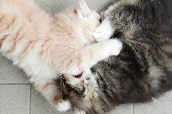 Puppies of siberian cat, brown and cream version — Stock Photo, Image