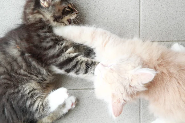 Cachorros de gato siberiano, versión marrón y crema — Foto de Stock