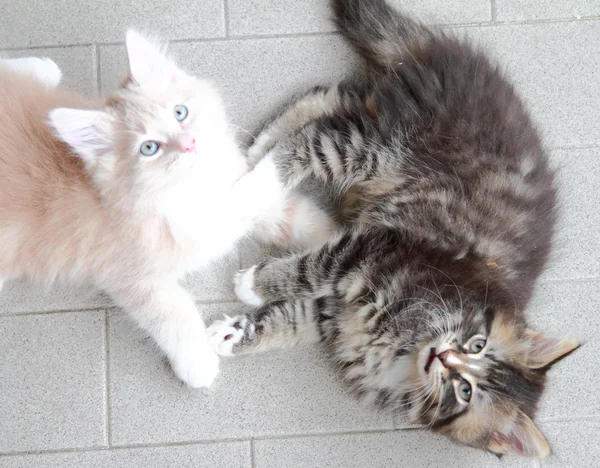 Щенки сибирской кошки, коричневой и кремовой версии — стоковое фото