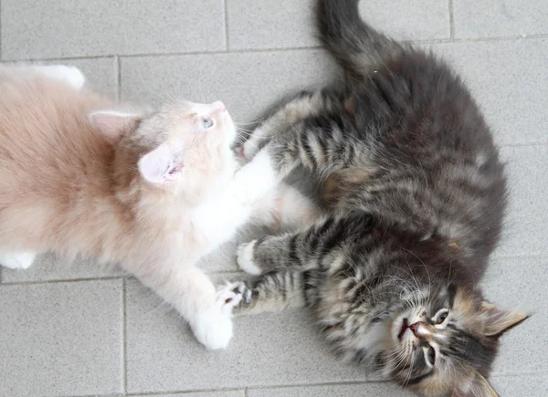 Cuccioli di gatto siberiano, versione marrone e crema — Foto Stock