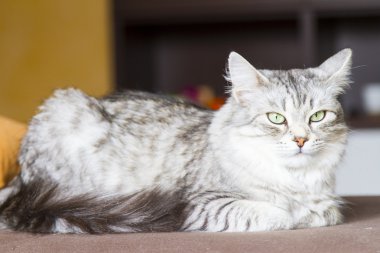 Sibirya doğurmak, hayvan kedi gümüş kedi