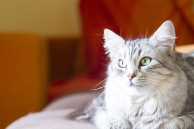 Sibirya doğurmak, hayvan kedi gümüş kedi