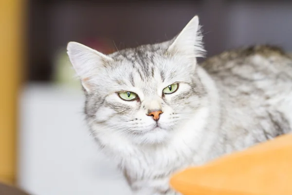 Silver cat of siberian breed, livestock  cat — Stock Photo, Image