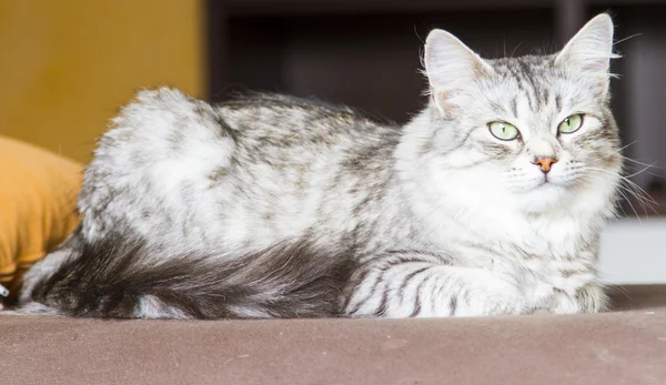 Gato de plata de raza siberiana, gato de ganado —  Fotos de Stock