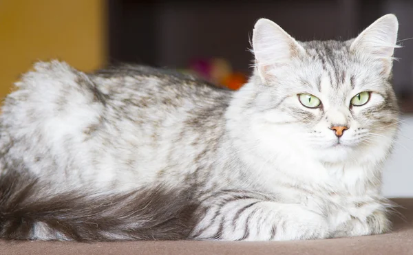 시베리아 유형, 가축 고양이의 실버 고양이 — 스톡 사진