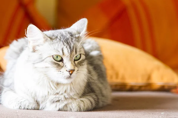 Srebrny kot rasy syberyjski, zwierząt, kot — Zdjęcie stockowe