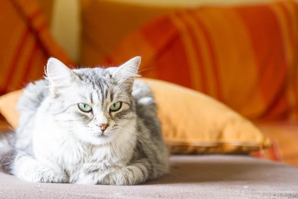 Silberne Katze sibirischer Rasse, Nutzkatze — Stockfoto