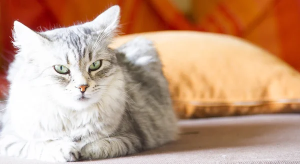 시베리아 유형, 가축 고양이의 실버 고양이 — 스톡 사진