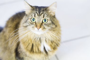 kahverengi yavru kedi, güzel Sibirya doğurmak tip