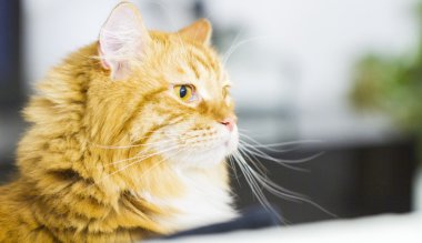 Kırmızı kedi, uzun saçlı Sibirya doğurmak