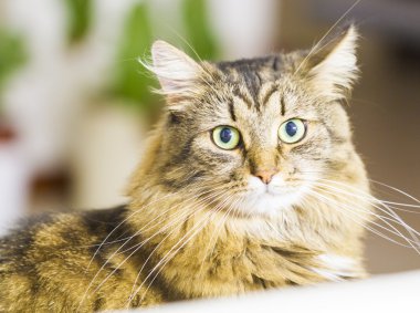 kahverengi yavru kedi, güzel Sibirya doğurmak tip